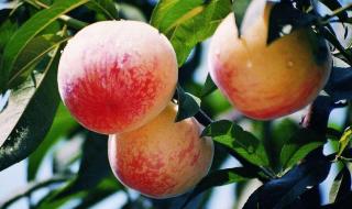 中国水蜜桃之乡 中国水蜜桃之乡