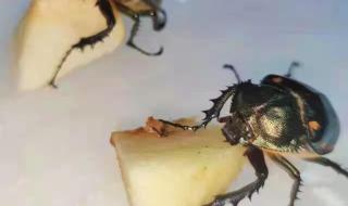 四川发现甲虫新物种